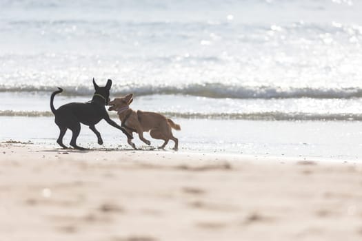 Two dogs playing on the beach with each other