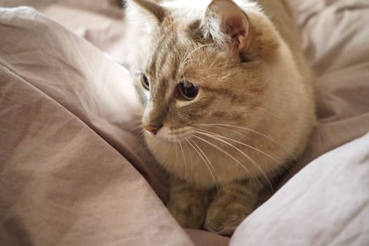 Front view of a cute beautiful Siamese breed cat on a classic brown blanket. High quality photo