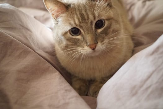 Front view of a cute beautiful Siamese breed cat on a classic brown blanket. High quality photo