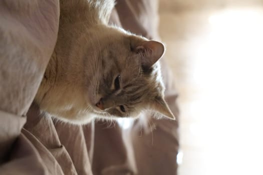 Front view of a cute beautiful Siamese breed cat on a classic brown blanket. High quality photo