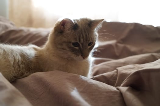 Front view of a cute beautiful Siamese breed cat on a classic brown blanket. High quality photo