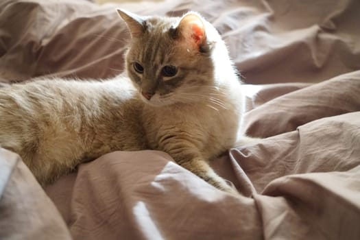 Front view of a cute beautiful Siamese breed cat on a classic brown blanket. High quality photo