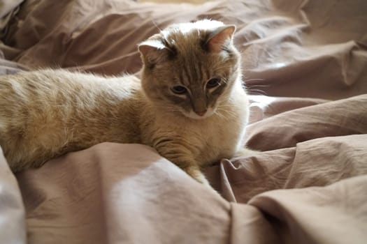 Front view of a cute beautiful Siamese breed cat on a classic brown blanket. High quality photo