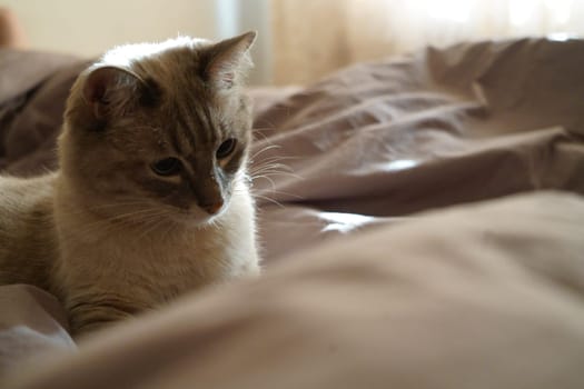 Front view of a cute beautiful Siamese breed cat on a classic brown blanket. High quality photo