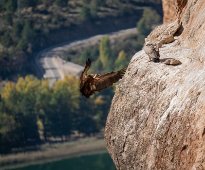 A vulture lands with wings outstretched beside another on a rock, background blurred.