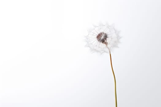 A Beautiful Dandelion Blooming in a Glass Vase, Illuminated by Natural Sunlight Created With Generative AI Technology