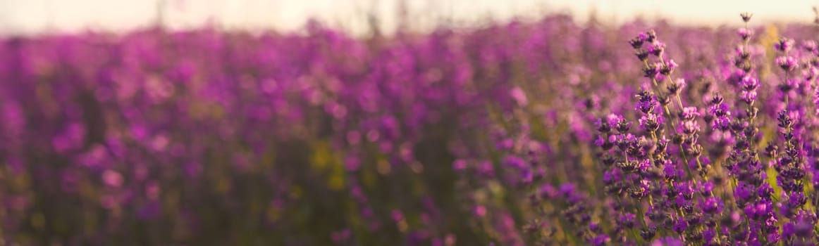 blooming lavender flowers on the field. Selective focus. Nature.