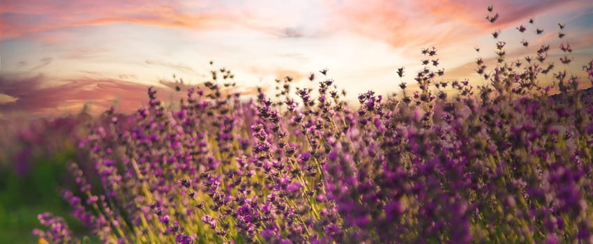 blooming lavender flowers on the field. Selective focus. Nature.