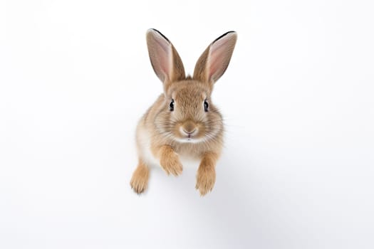 A Curious Rabbit Gazes Up at the Camera, Captivating and Delightful