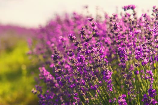 blooming lavender flowers on the field. Selective focus. Nature.