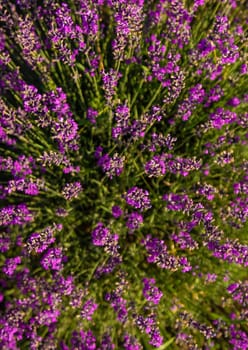 blooming lavender flowers on the field. Selective focus. Nature.