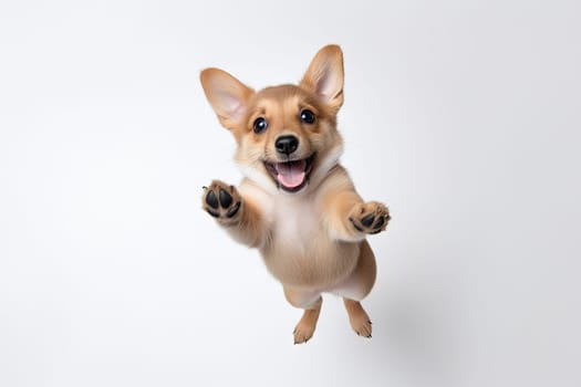 A Majestic Canine Leaping Through the Skies, Defying Gravity and Embracing Freedom