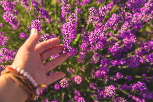 Woman in a lavender field. Selective focus. Nature.