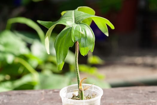 Philodendron Pedatum, Oak Leaf Philodendron top cutting propagation in sphagnum moss