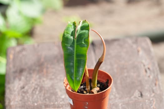 Philodendron Billietiae Orange Stem Petiole top cutting propagated in soil mix