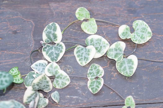 String of hearts, Ceropegia Woodii variegata vine on the painted wood