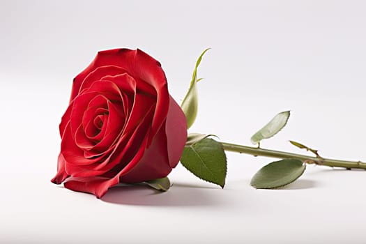 A Solitary Beauty: A Red Rose Majestically Resting on a Serene White Table