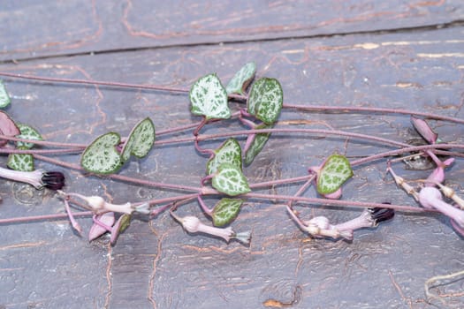 String of hearts, Ceropegia Woodii variegata blooming vine on the painted wood