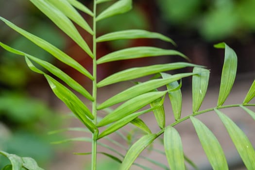 Chamaedorea Elegans, the Neanthe bella palm or parlour palm house plant leaves