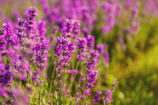 blooming lavender flowers on the field. Selective focus. Nature.