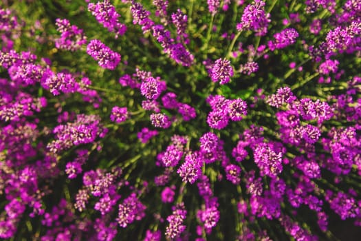 blooming lavender flowers on the field. Selective focus. Nature.