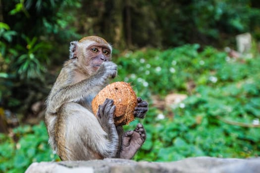 Monkey eat coconut on natural background