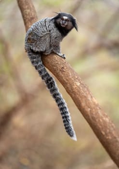 Small monkey rests on tree branch, tail hanging, looking left with blurred background for text.