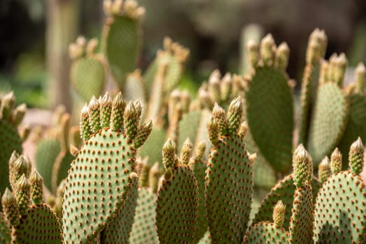 Beautfiul closeup of a Opuntia Aurea cactus in the park el Harti in Marrakech, Morocco