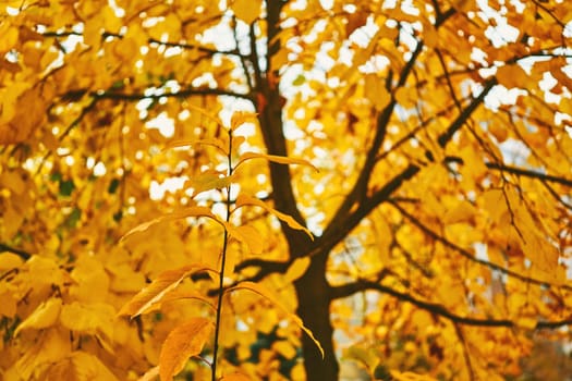 Autumn is the most colorful time of the year from all seasons, when nature changes its usual appearance to golden colors in autumn sun