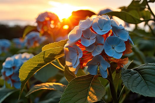 A Serene Sunset Casting a Warm Glow Over a Field of Vibrant Blue Flowers