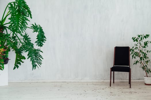 black chair with home plants in the interior of the white room