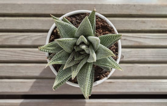 Top view of Haworthia limifolia (Spider White) with green base, and a unique pattern of white in ceramic pot. is a unique evergreen succulent plant, Haworthia Zebra plant or Haworthia fasciata in natural sunlight, Cactus flower, Space for text, Selective focus.