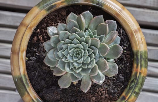 Top view of Echeveria hyalina succulent plant in flower pot. Beautiful evergreen plant that is easy to care about, Background of natural green cactus flower, Space for text, Selective focus.