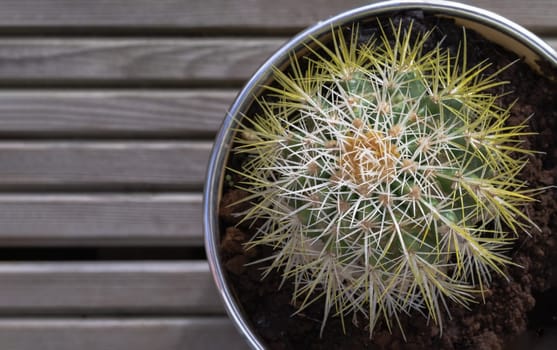 Top view of Prickly green Echinocactus grusonii or Kroenleinia grusonii cactus plant with sharp white prickles in yellow flower pot. Also known as golden barrel cactus, golden ball or mother in laws cushion, Background of natural green cactus, Succulent Plant, Cactus flower, Copy space, Selective focus.
