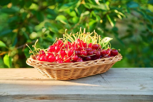 Closeup of harvest red ripe cherries in wicker plate outdoor, garden in sunlight background. Harvesting, farming, gardening, healthy natural vitamin organic eco berries, food nutrition, farmers market