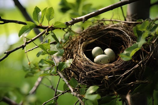 A Tranquil Bird's Nest: A Serene Home for Three Beautiful Eggs Created With Generative AI Technology