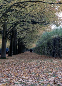 London, UK - Nov 05, 2023 - View of the treelined footpath in autumn. The Regent's Park in Autumn covered with golden fallen leaves alongside path, Autumn Colours, Vertical view, Copy space, Selective Focus.