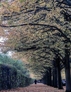 London, UK - Nov 05, 2023 - View of the treelined footpath in autumn. The Regent's Park in Autumn covered with golden fallen leaves alongside path, Autumn Colours, Vertical view, Space for text, Selective Focus.