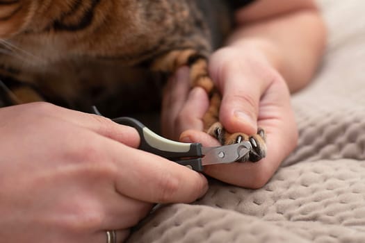 A man's hands are trimmed with special nail scissors, long and sharp claws of a beautiful leopard bengal cat. Close-up. soft focus.