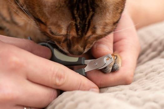 A man's hands are trimmed with special nail scissors, long and sharp claws of a beautiful leopard bengal cat. Close-up. soft focus.