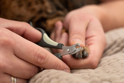 A man's hands are trimmed with special nail scissors, long and sharp claws of a beautiful leopard bengal cat. Close-up. soft focus.