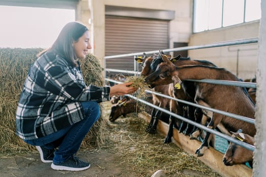 Young smiling woman feeding goats over fence with hay. High quality photo