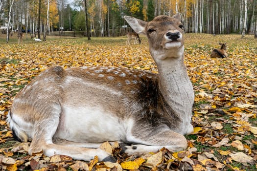 spotted deer doe lies on autumn fallen leaves.