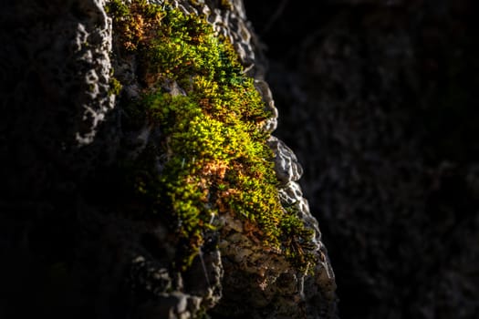 Moss on stone in damp forest. close-up and selective focus