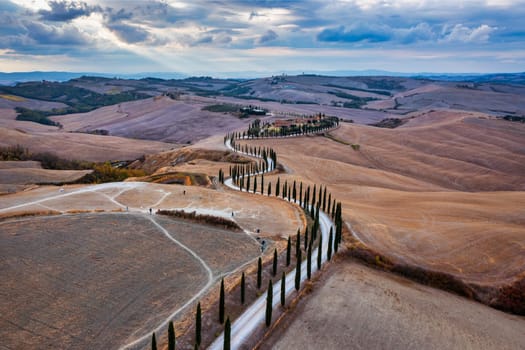 Hills, olive gardens and small vineyard under rays of morning sun, Italy, Tuscany. Famous Tuscany landscape with curved road and cypress, Italy, Europe