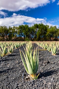 Aloe vera plant. Aloe vera plantation. Fuerteventura, Canary Islands, Spain. Aloe Vera growing on the Island of Fuerteventura in the Canary Islands, Spain. Aloe vera plantation in the Canary Islands.