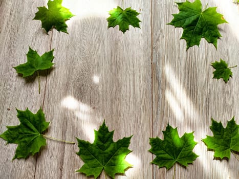 Maple green leaves as a frame on light wooden background. Pattern, place for text, copy space. Beautiful fall season yellow foliage border
