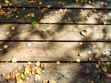 Path made of parquet boards with autumn green and yellow leaves. Background, texture, place for text, frame, copy space and location for photo shooting