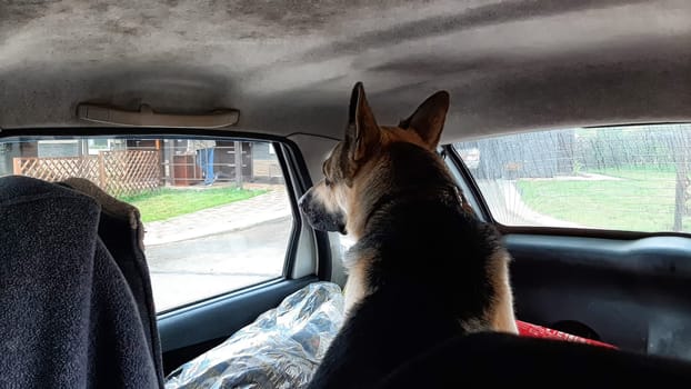 Dog German Shepherd in car. Eastern European dog veo in travel or trip