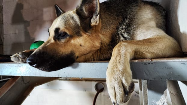 Lonely, sad dog German Shepherd sadly waiting owner. Russian eastern European dog veo is ill and pity